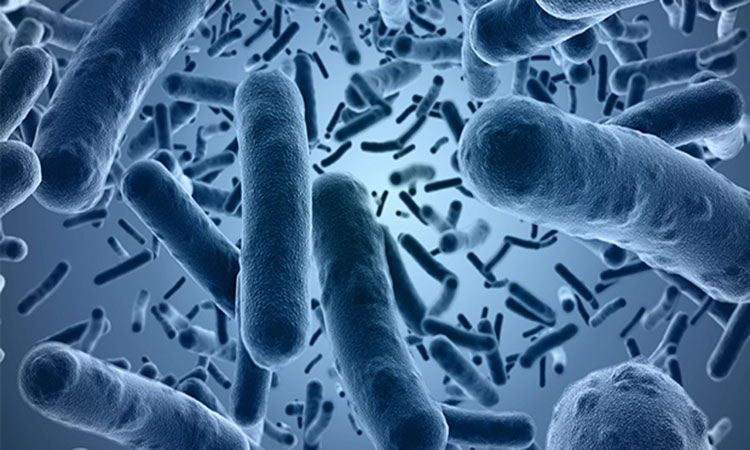 bacillus-clausii