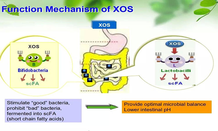 xos-functione