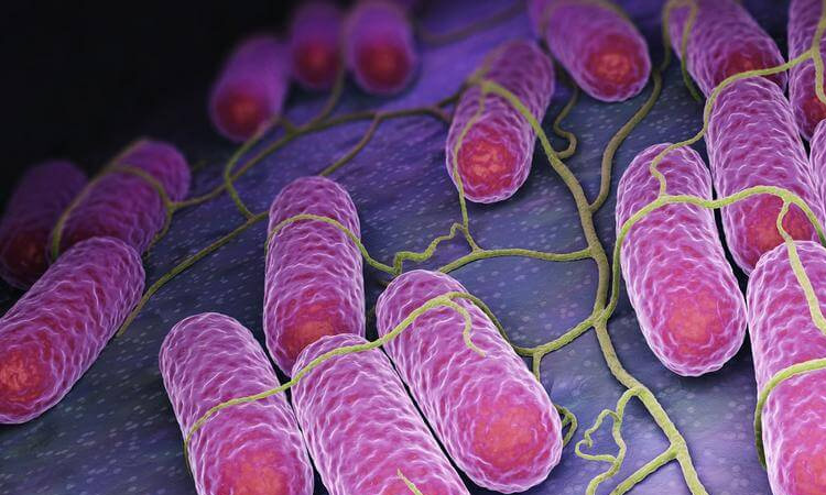 แบคทีเรีย Salmonella - สาเหตุของอาการท้องร่วงเฉียบพลัน